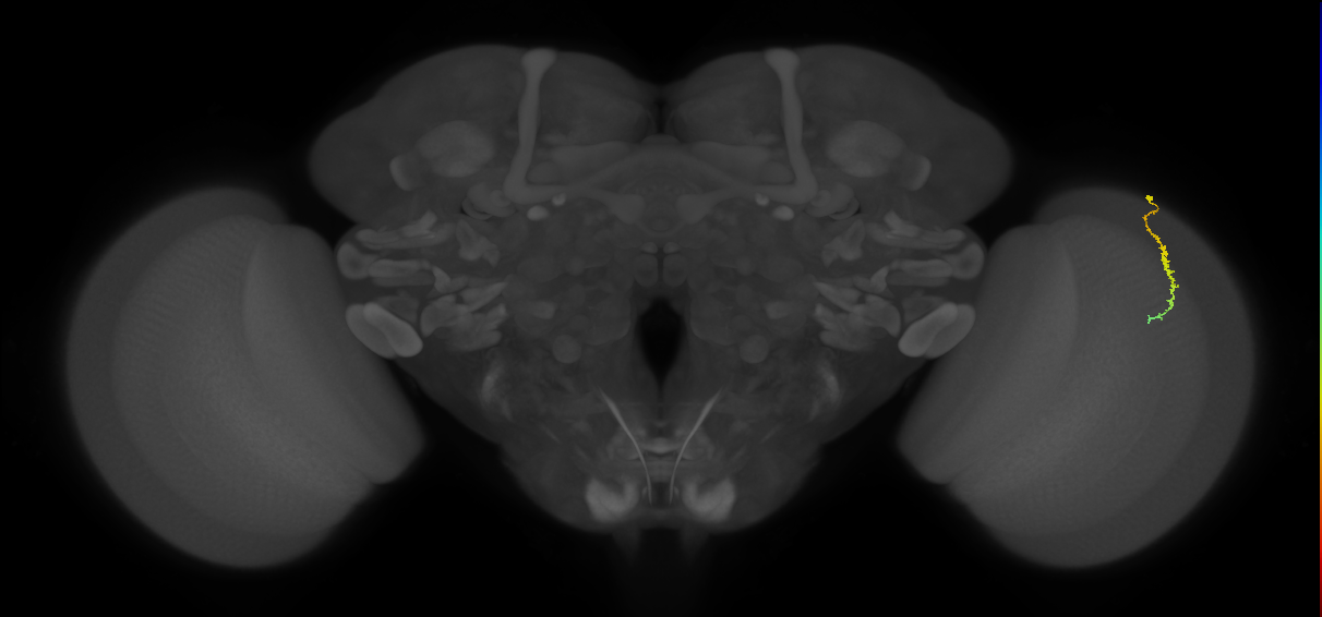 Dm3c_R (MaleCNS:146761)