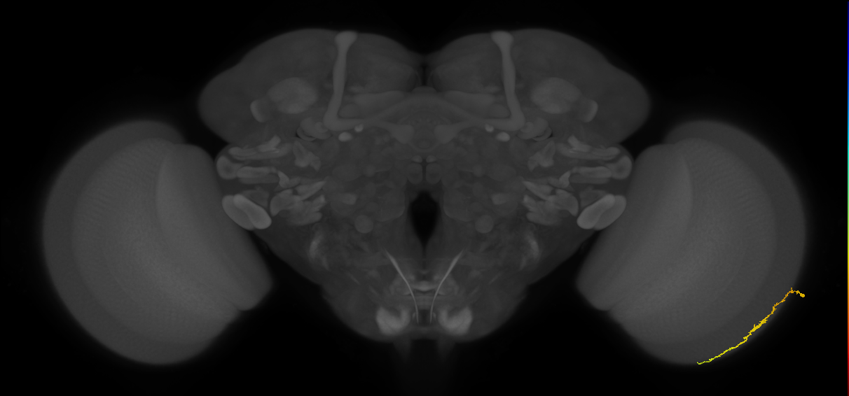 Dm3c_R (MaleCNS:116557)