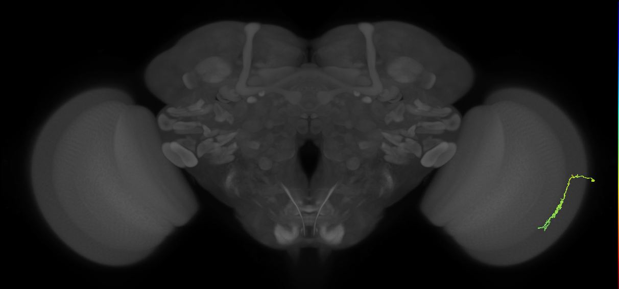 Dm3c_R (MaleCNS:141208)
