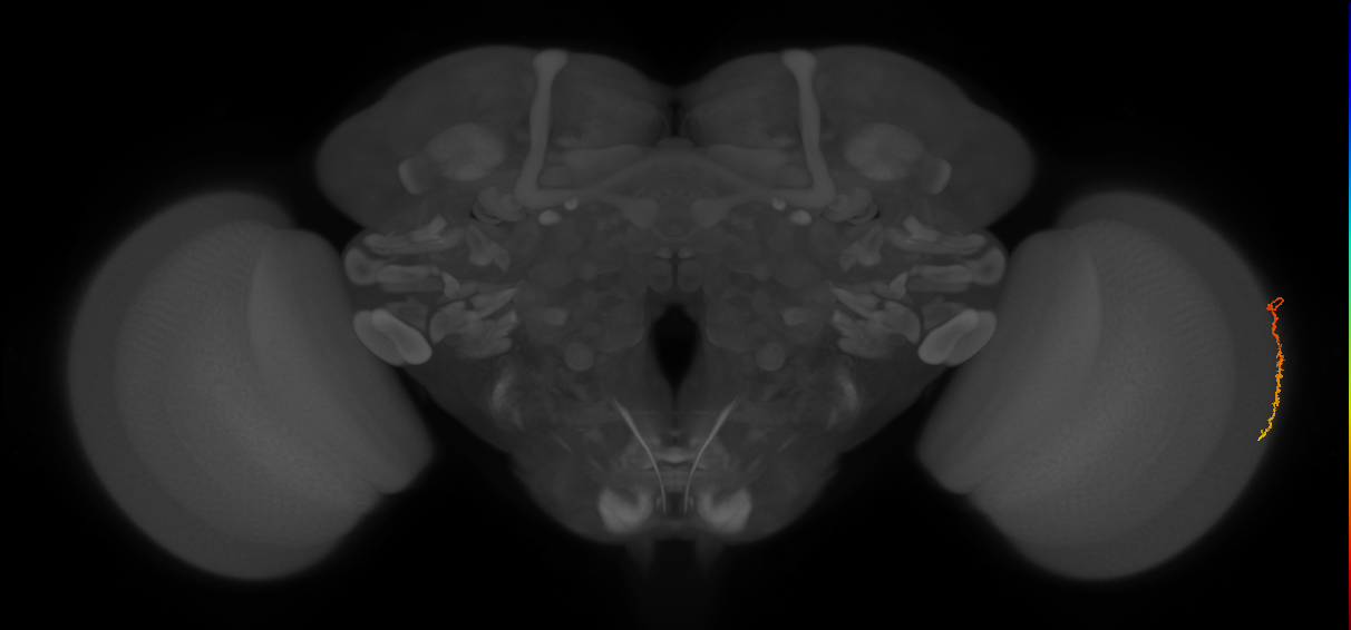 Dm3c_R (MaleCNS:138054)