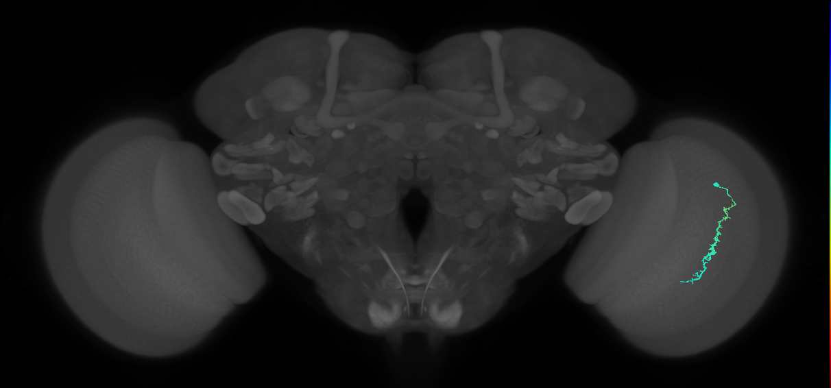 Dm3c_R (MaleCNS:128733)