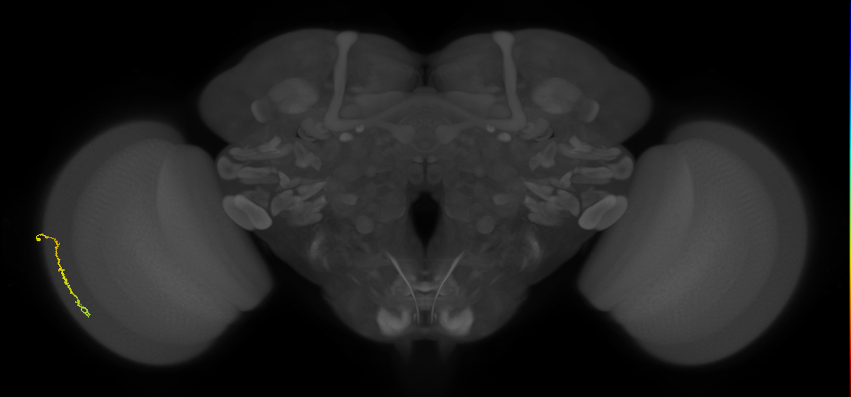 Dm3c_L (MaleCNS:196009)