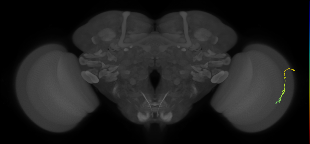 Dm3c_R (MaleCNS:128836)