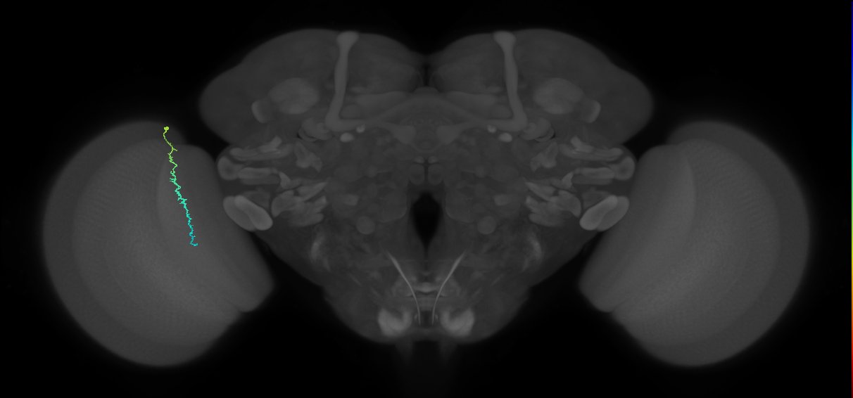 Dm3c_L (MaleCNS:162604)