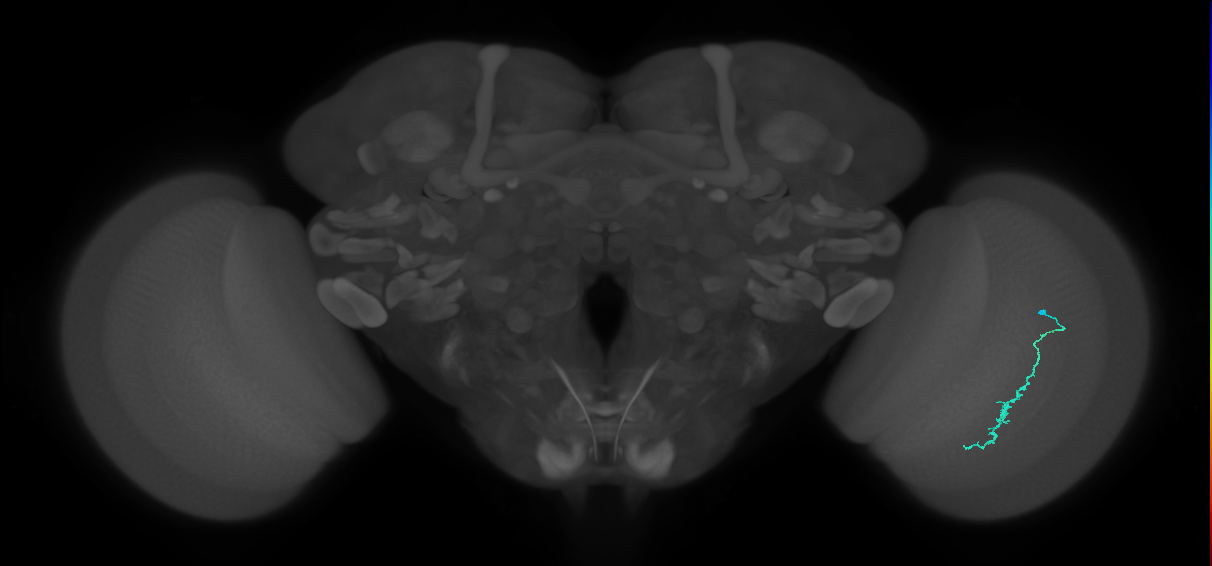 Dm3c_R (MaleCNS:138946)