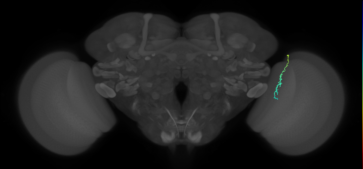 Dm3c_R (MaleCNS:160033)