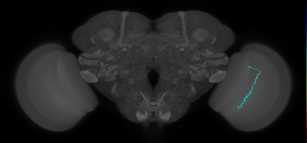 Dm3c_R (MaleCNS:191624)