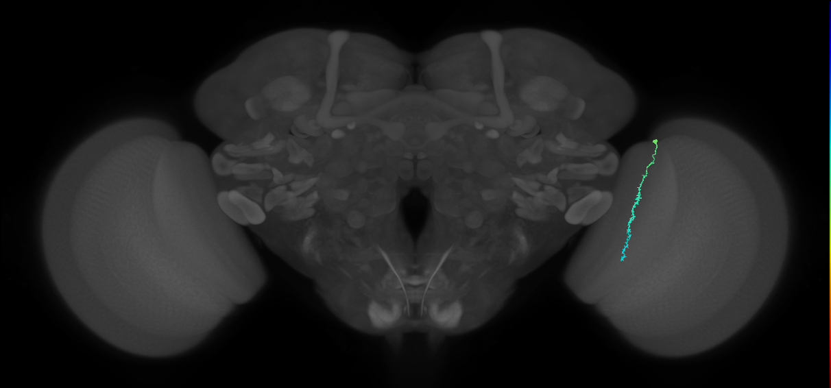 Dm3c_R (MaleCNS:209680)