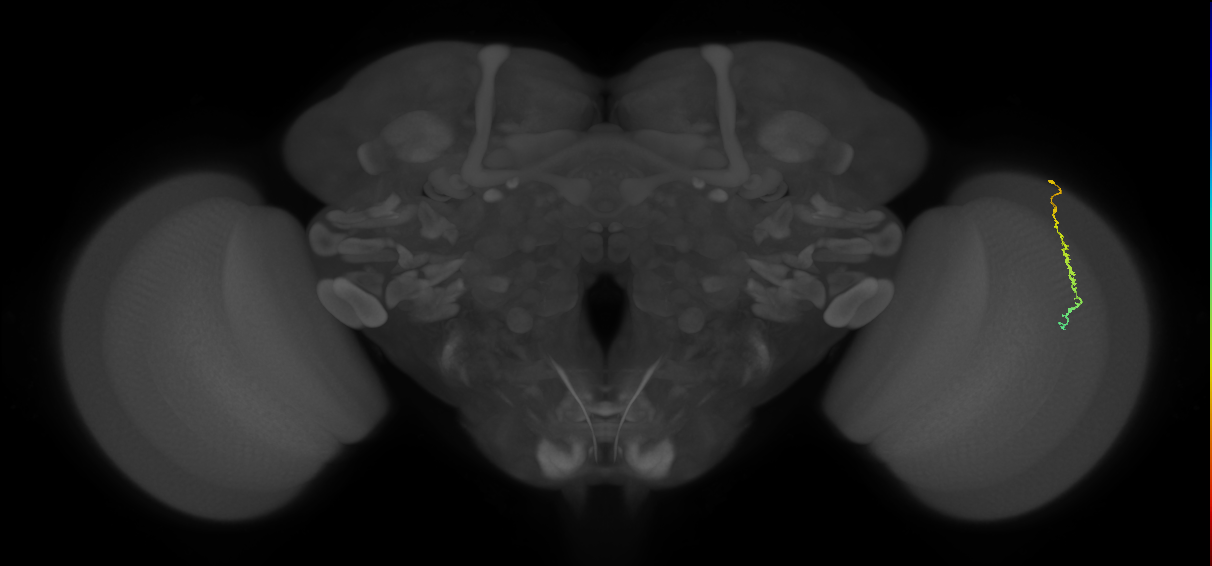 Dm3c_R (MaleCNS:142397)