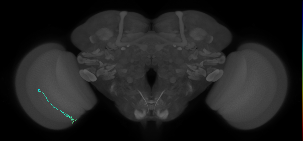 Dm3c_L (MaleCNS:216246)