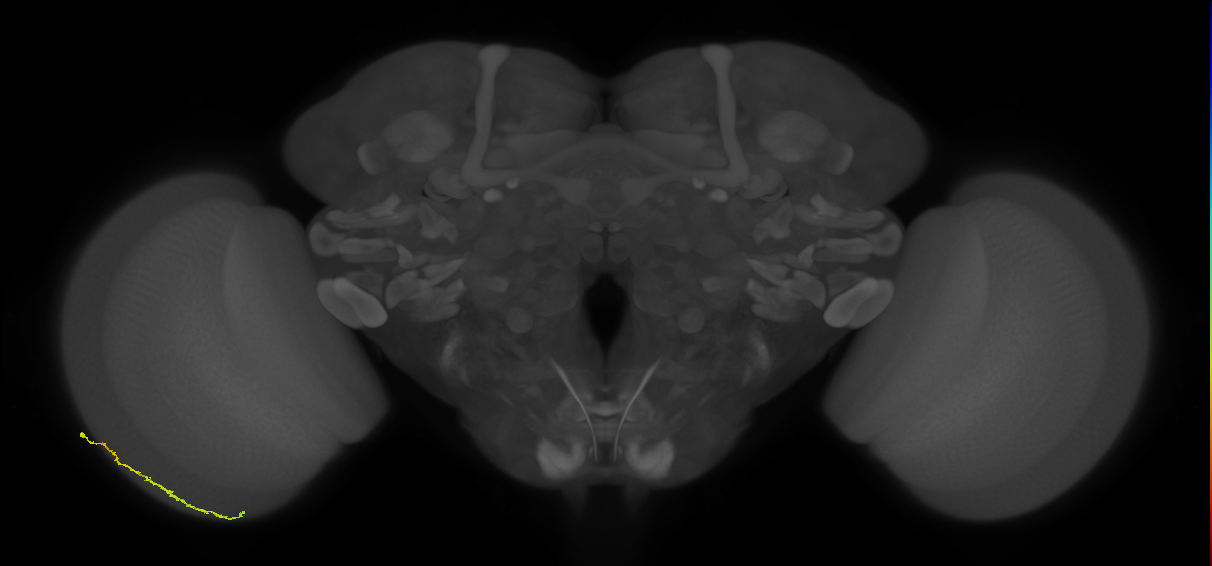 Dm3c_L (MaleCNS:173507)
