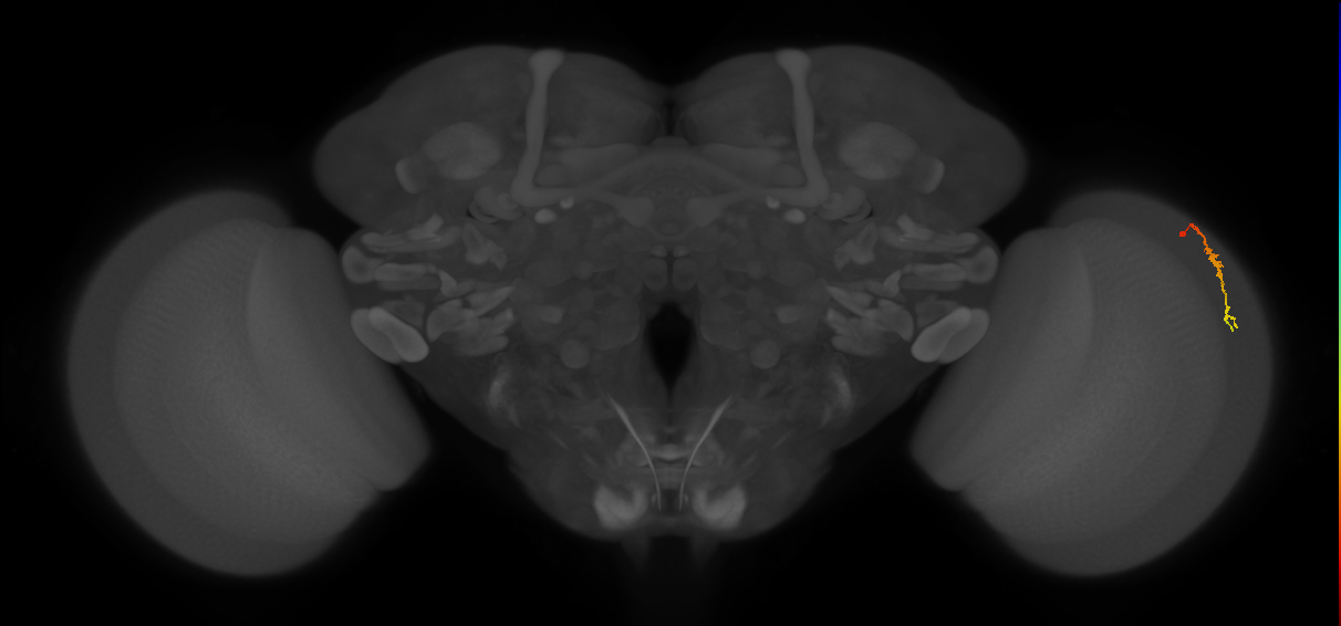 Dm3c_R (MaleCNS:139091)