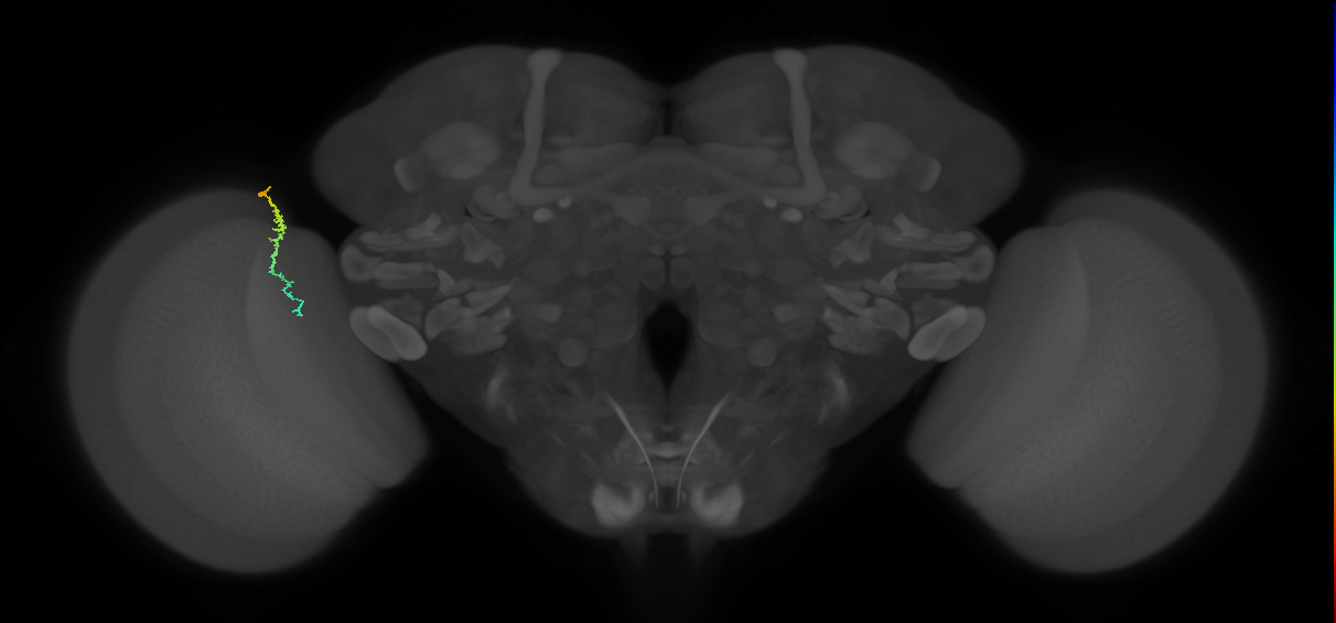 Dm3c_L (MaleCNS:165936)