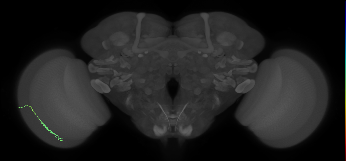 Dm3c_L (MaleCNS:566257)