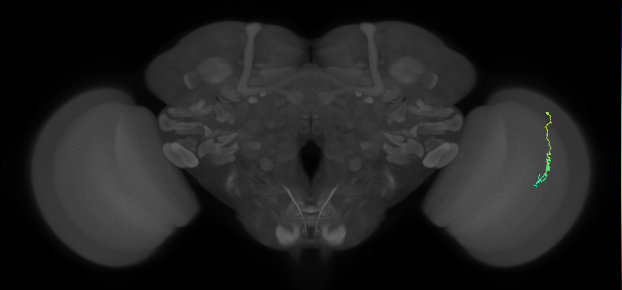 Dm3c_R (MaleCNS:124271)