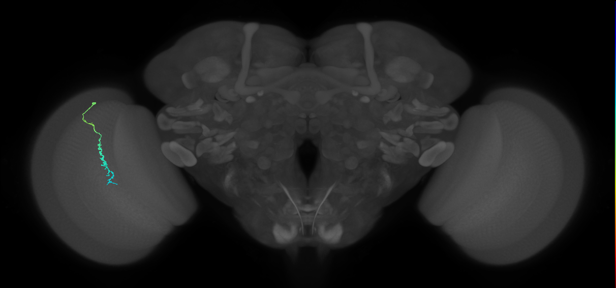 Dm3c_L (MaleCNS:522883)