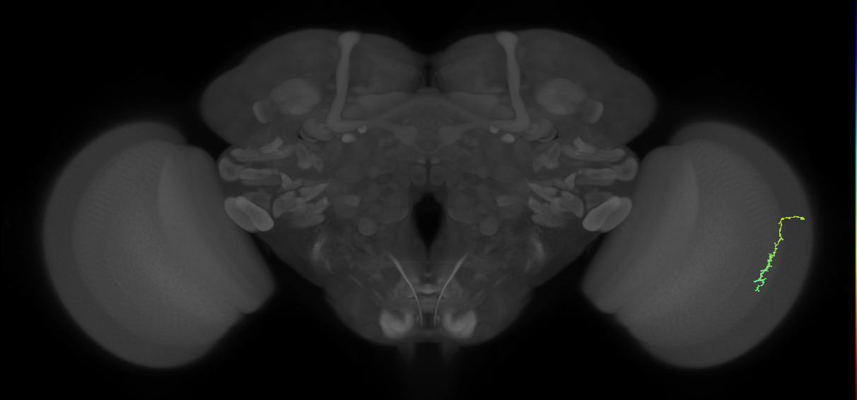Dm3c_R (MaleCNS:47618)