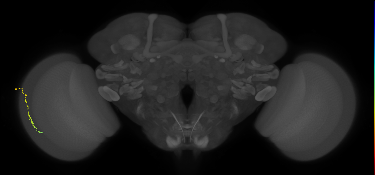 Dm3c_L (MaleCNS:170068)