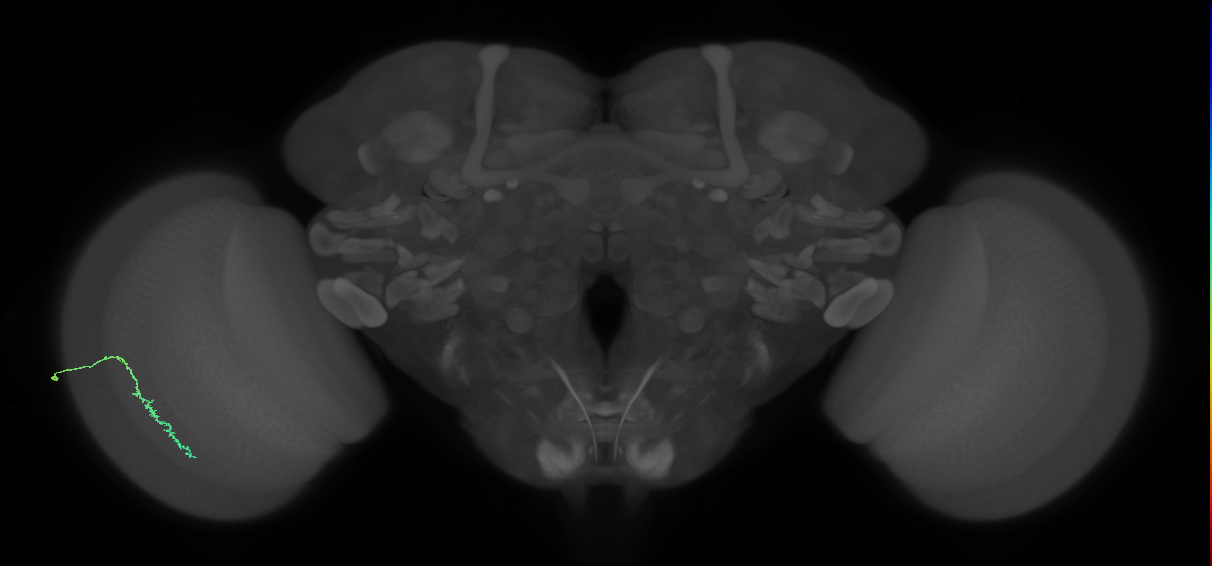 Dm3c_L (MaleCNS:514059)