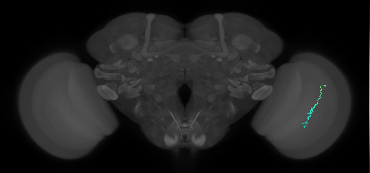 Dm3c_R (MaleCNS:130284)