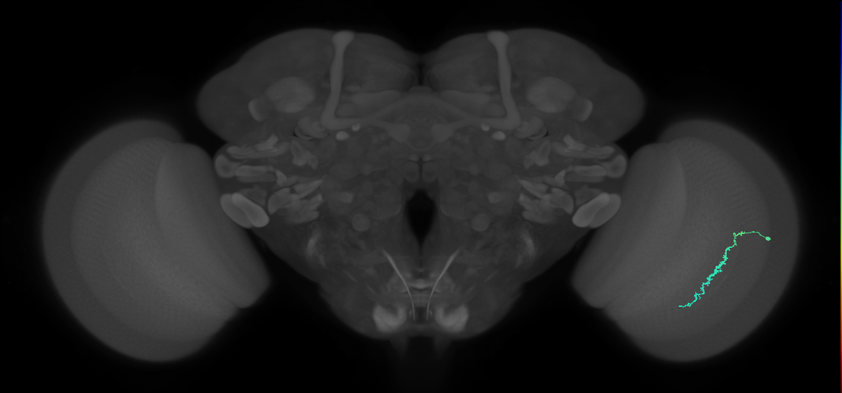Dm3c_R (MaleCNS:128303)