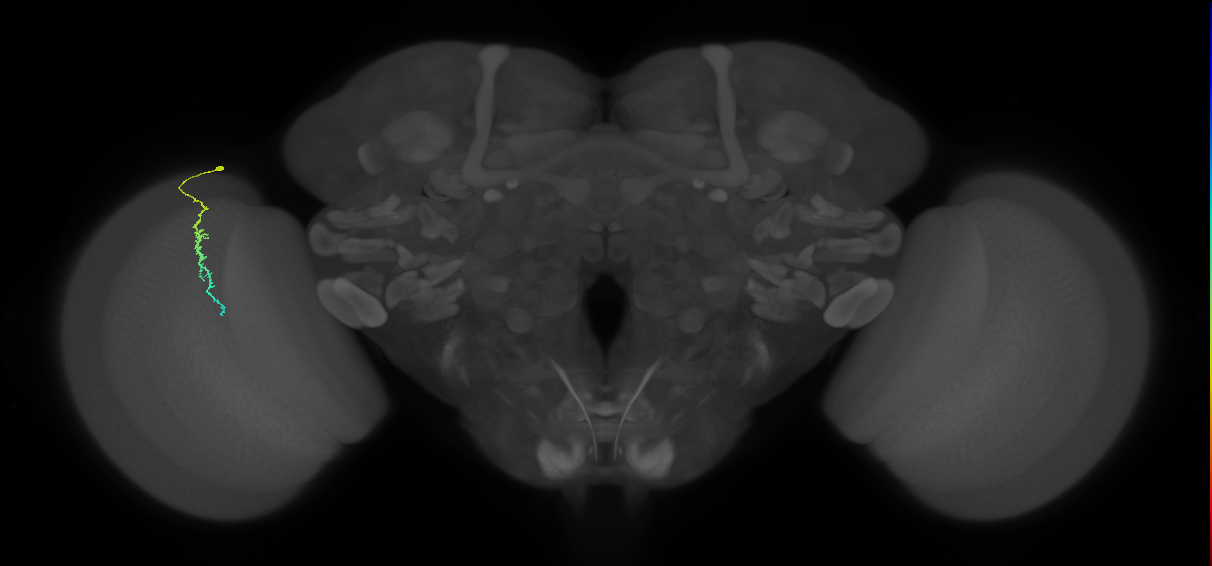 Dm3c_L (MaleCNS:194777)