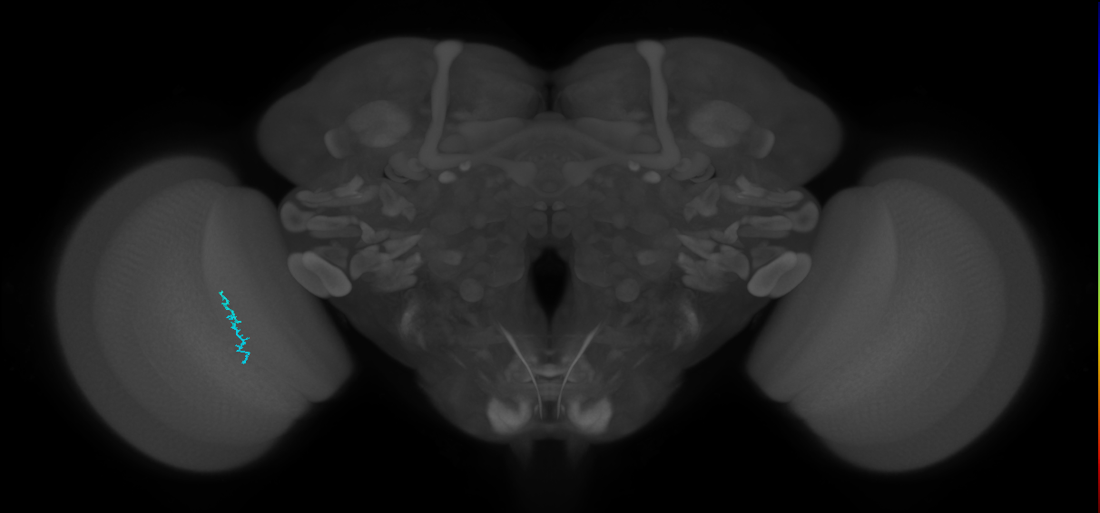 Dm3c_L (MaleCNS:568207)
