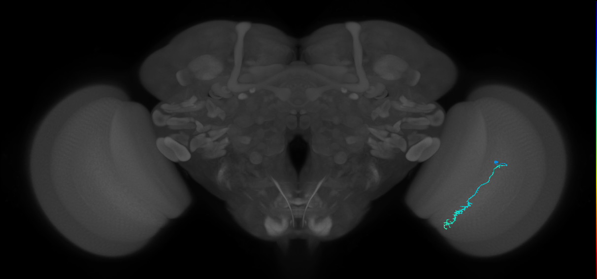 Dm3c_R (MaleCNS:147813)