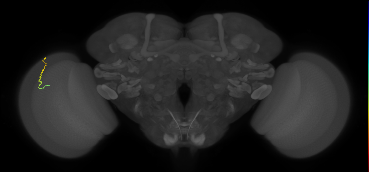Dm3c_L (MaleCNS:195864)