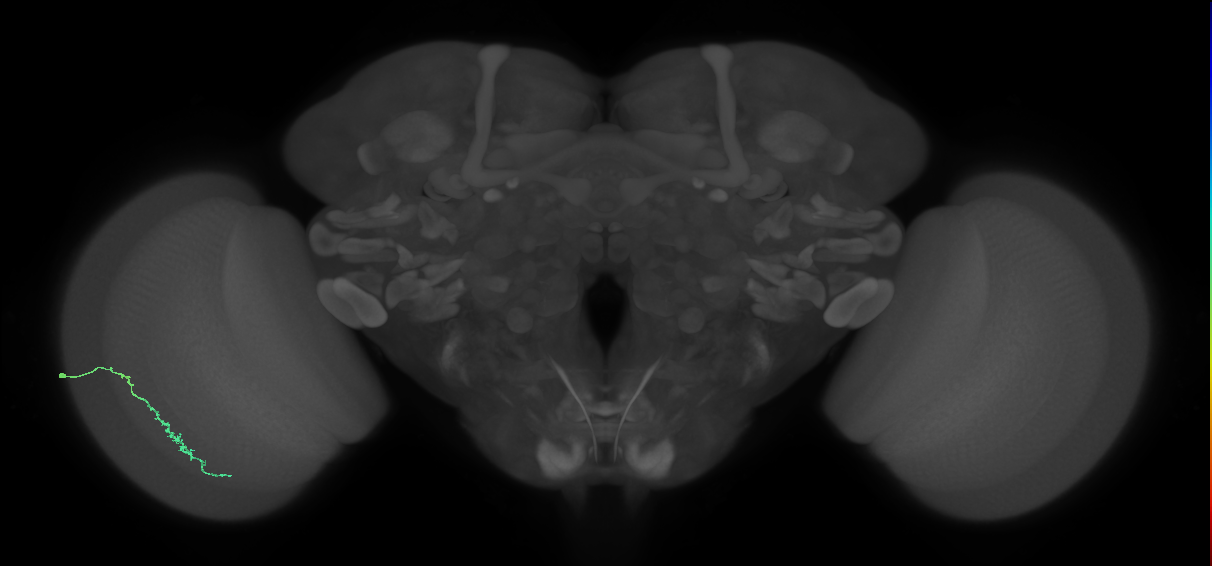 Dm3c_L (MaleCNS:146805)