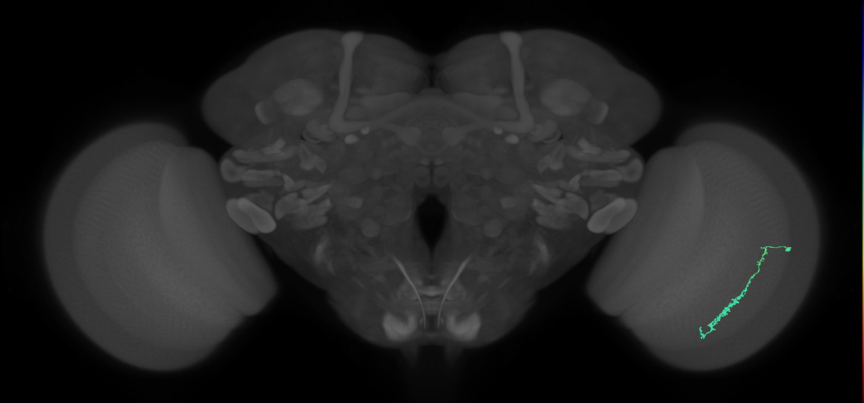Dm3c_R (MaleCNS:114250)