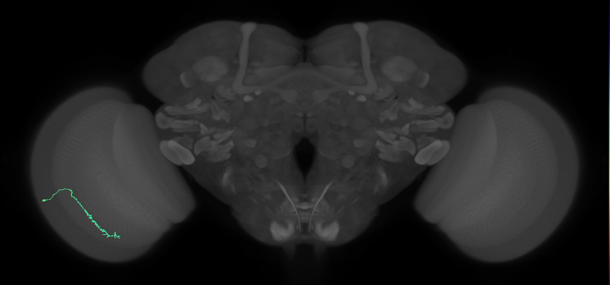 Dm3c_L (MaleCNS:145908)