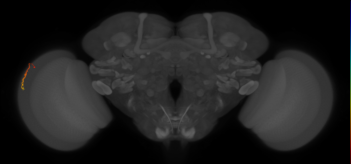 Dm3c_L (MaleCNS:154942)