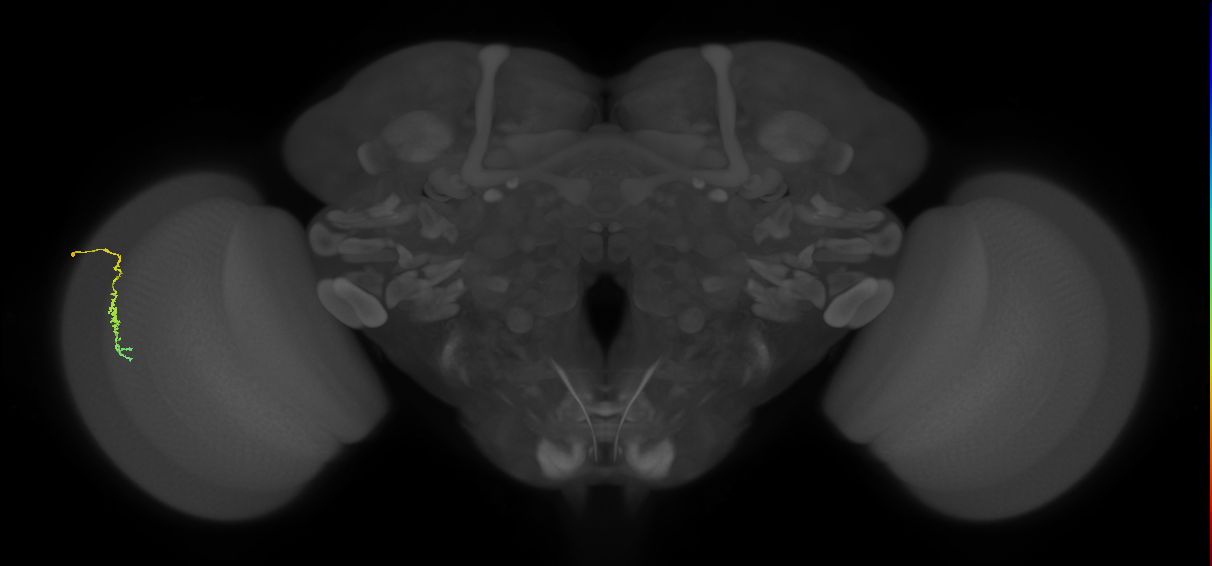 Dm3c_L (MaleCNS:590181)