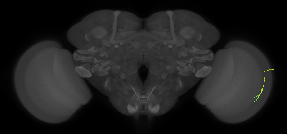 Dm3c_R (MaleCNS:116519)