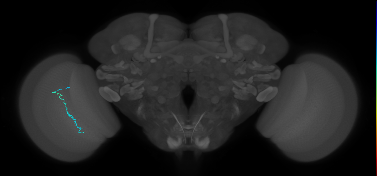 Dm3c_L (MaleCNS:225638)