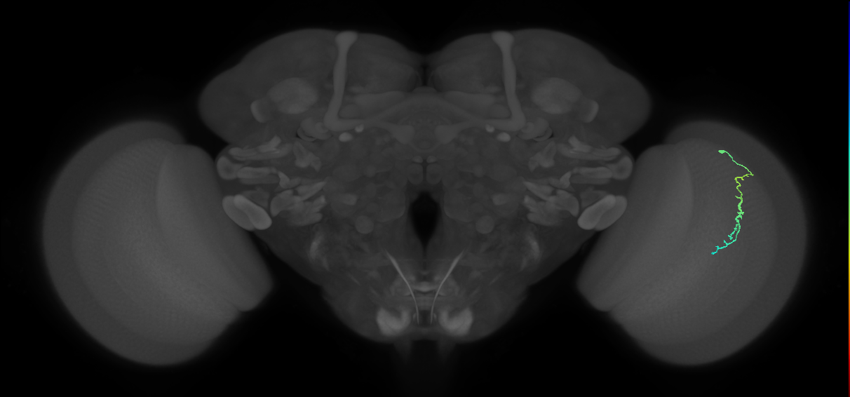Dm3c_R (MaleCNS:140570)