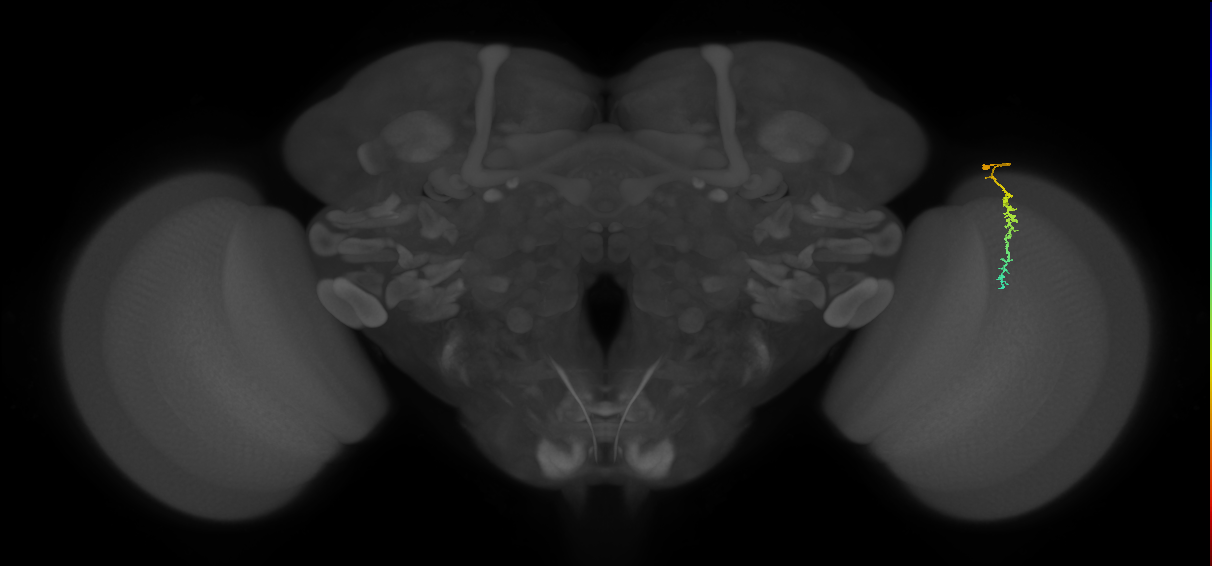 Dm3c_R (MaleCNS:142978)