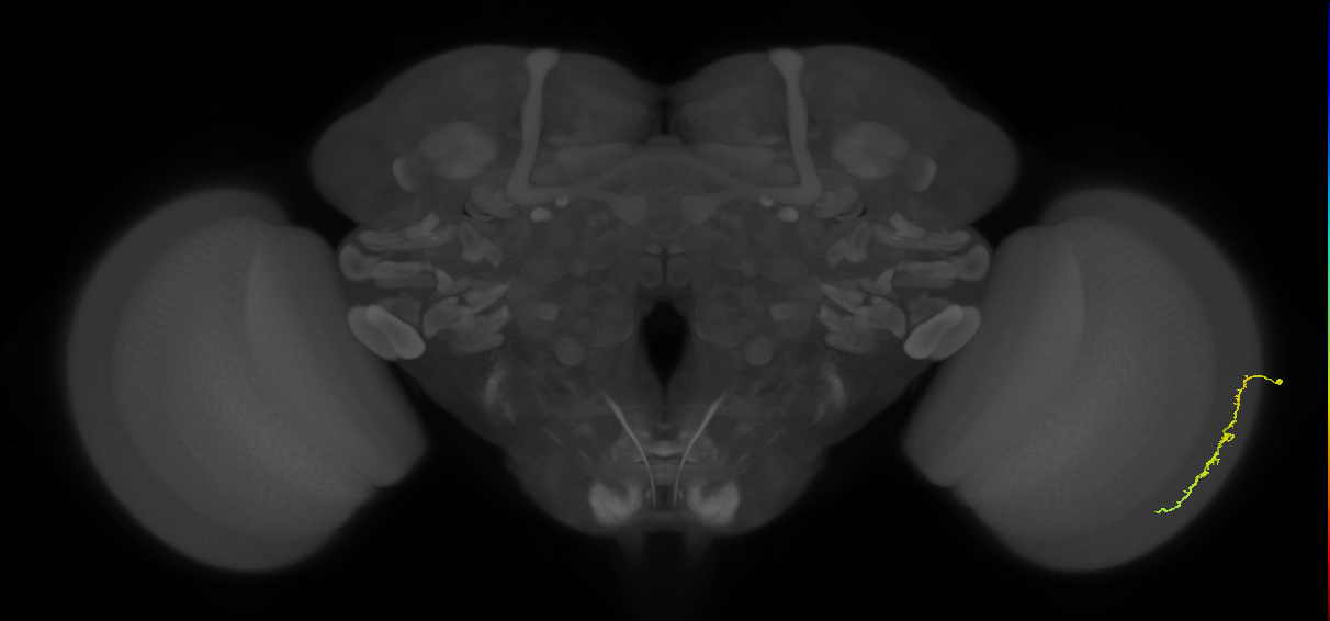 Dm3c_R (MaleCNS:115701)