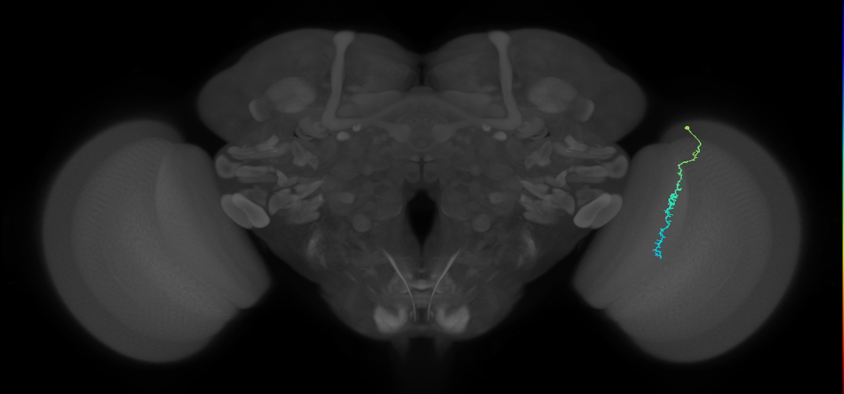 Dm3c_R (MaleCNS:147057)