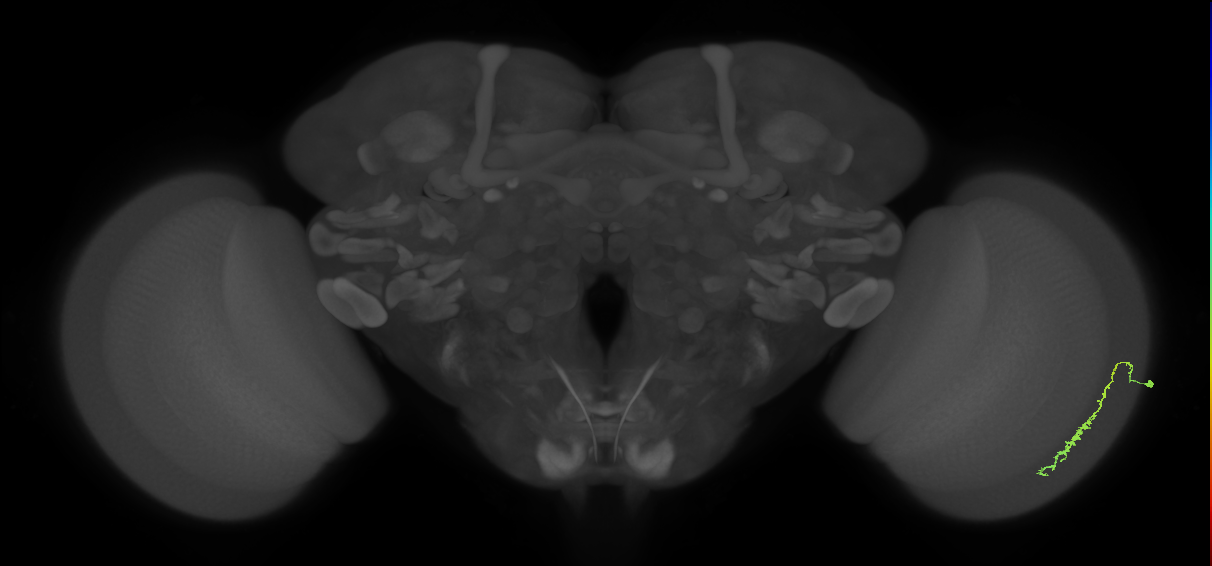 Dm3c_R (MaleCNS:97041)