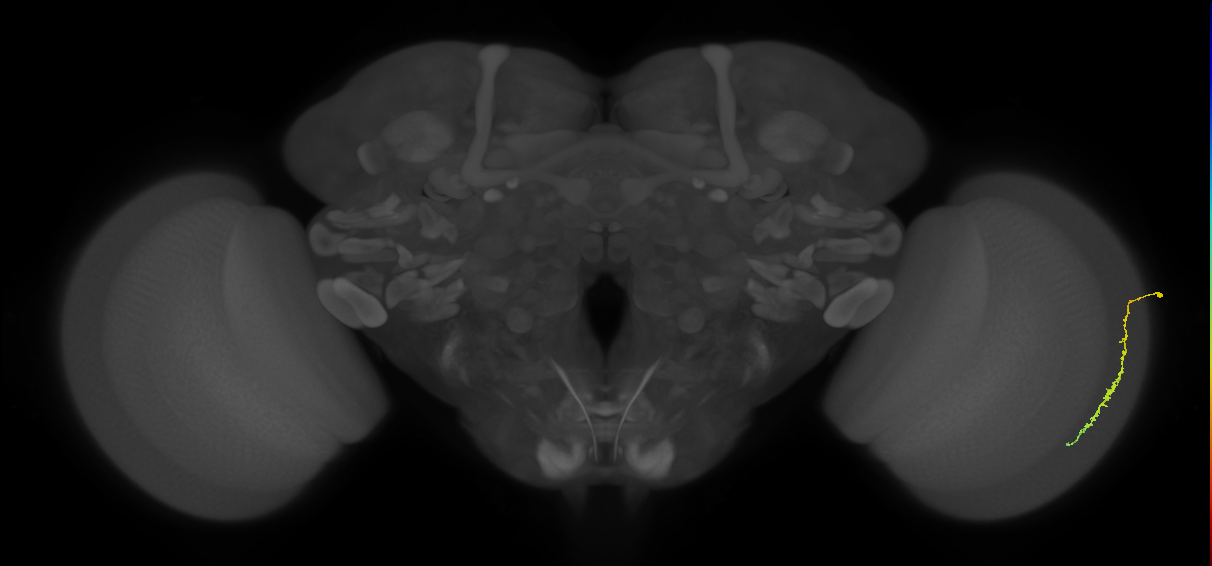 Dm3c_R (MaleCNS:164509)