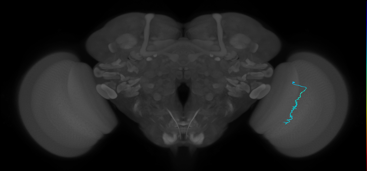 Dm3c_R (MaleCNS:147321)