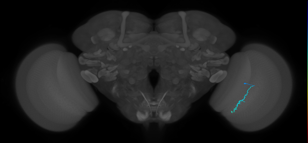 Dm3c_R (MaleCNS:165348)