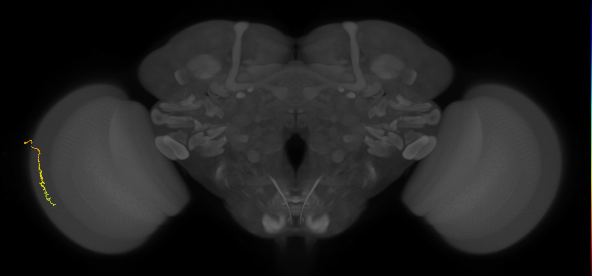 Dm3c_L (MaleCNS:516492)