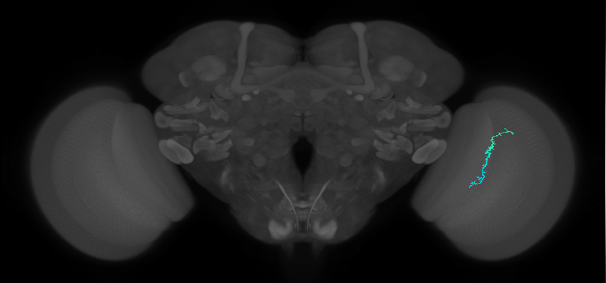 Dm3c_R (MaleCNS:190449)