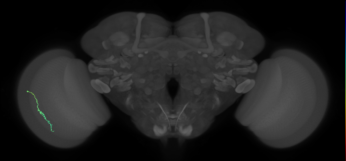 Dm3c_L (MaleCNS:538100)