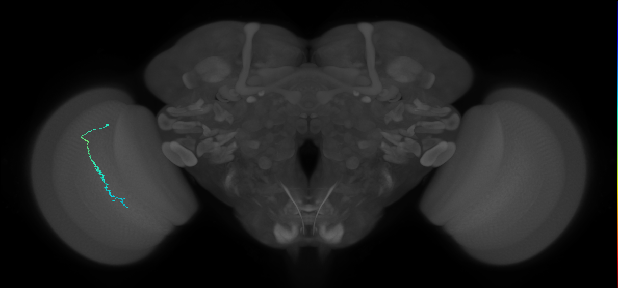 Dm3c_L (MaleCNS:517119)