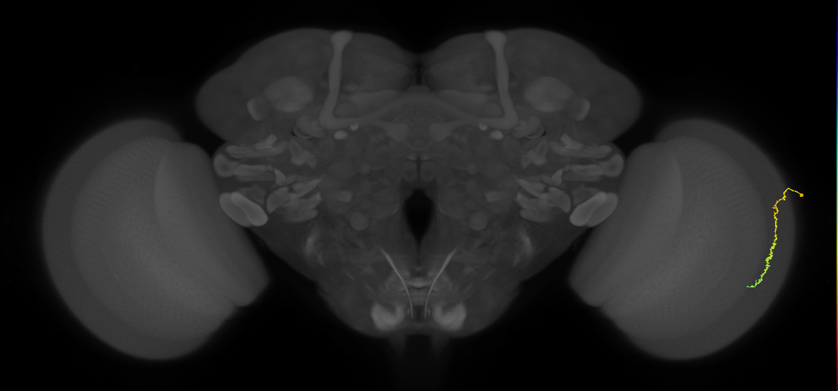 Dm3c_R (MaleCNS:112491)