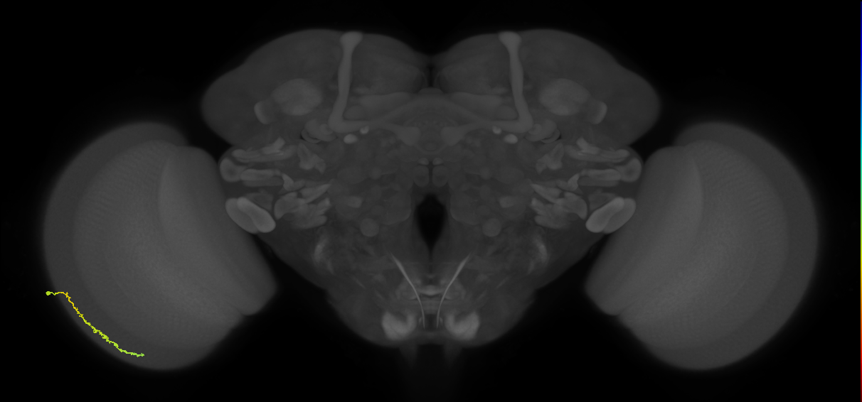 Dm3c_L (MaleCNS:81373)